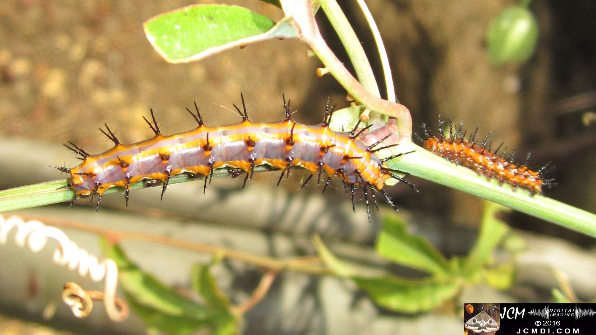 Gulf Fritillary caterpillars on passionvine JCMDI.COM